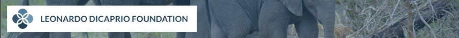 The Leonardo DiCaprio Foundation